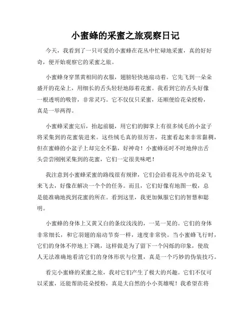  小学三年级作文小蜜蜂的采蜜之旅观察日记