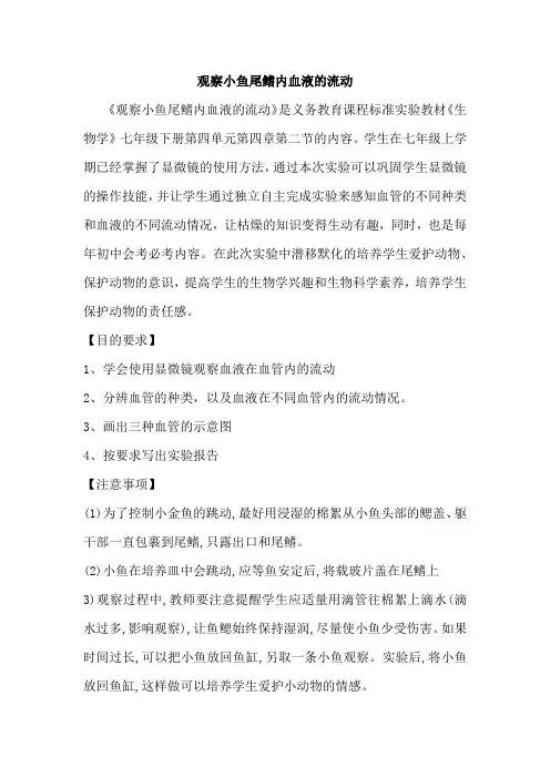 观察小鱼尾鳍内血液的流动