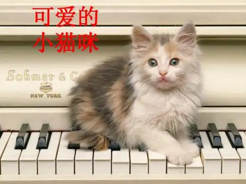 可爱的小猫咪