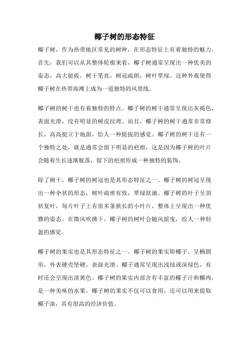 椰子树的形态特征