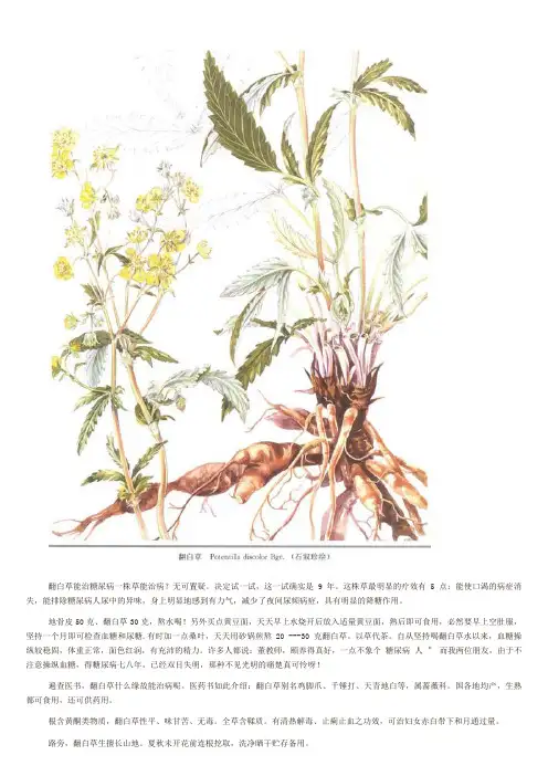 翻白草治糖尿病