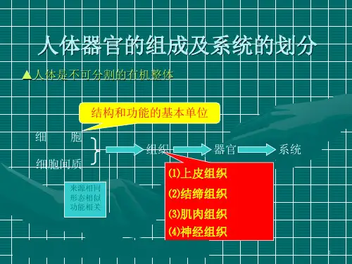 人体器官的组成及系统的划分