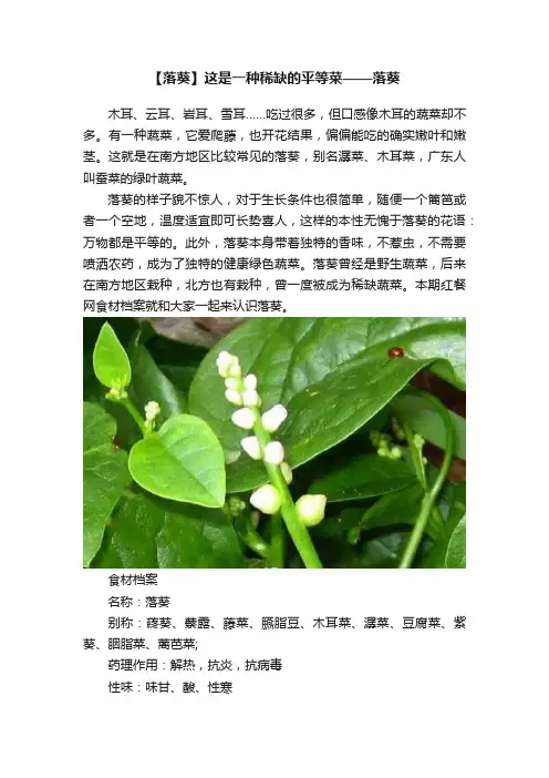 【落葵】这是一种稀缺的平等菜——落葵