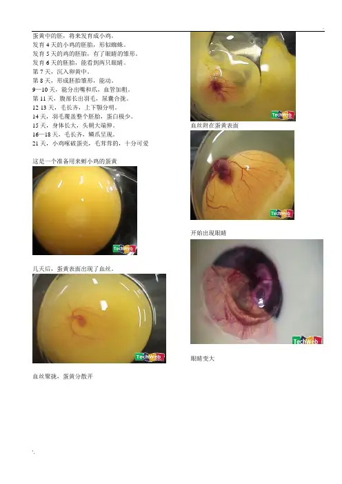 鸡蛋变小鸡全过程