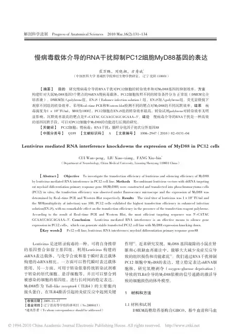 慢病毒载体介导的RNA干扰抑制PC12细胞MyD88基因的表达