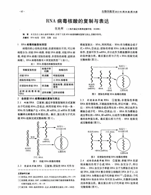 RNA病毒核酸的复制与表达