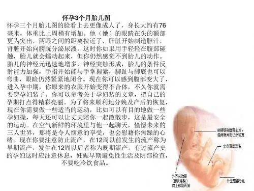 B超图 胎儿发育过程