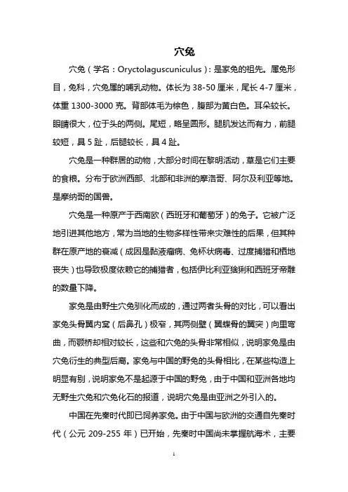 穴兔