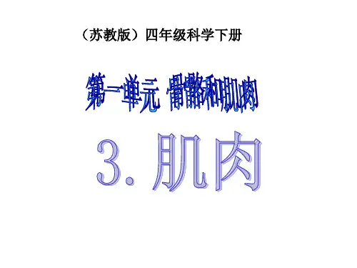 小学科学苏教版《肌肉》PPT精美课件1