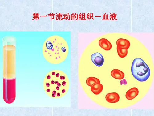最新人教版生物七年级下册优质课件    流动的组织—血液