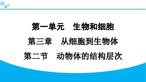 1.3.2 动物体的结构层次【课后练】七年级上册人教版生物