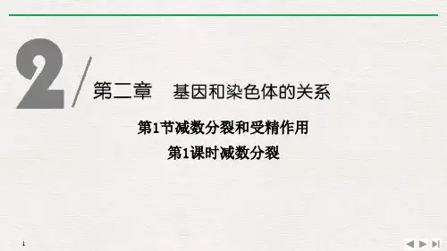 《减数分裂和受精作用》基因和染色体的关系(第1课时减数分裂)-人教版高中生物必修二PPT课件
