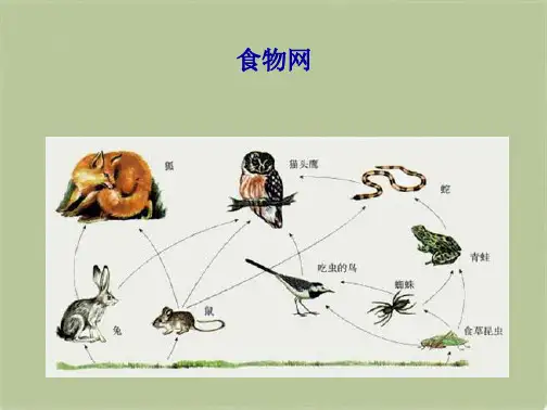 教科小学科学五上《1.6、做一个生态瓶》PPT课件(8)[精选](共9张PPT)