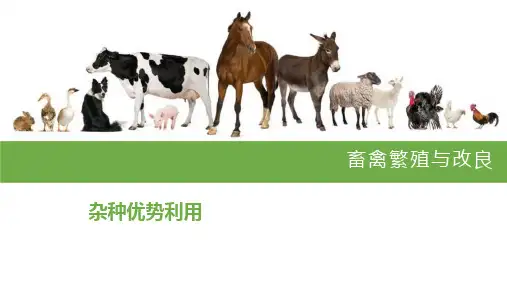 杂种优势利用课件(共34张PPT)《畜禽繁殖与改良》