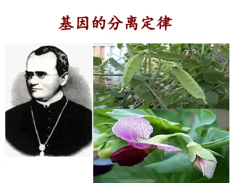 一轮复习-基因的分离定律PPT课件