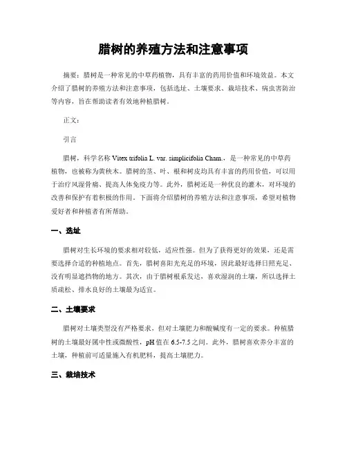 腊树的养殖方法和注意事项