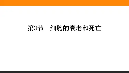 《细胞的衰老和死亡》细胞的生命历程课件
