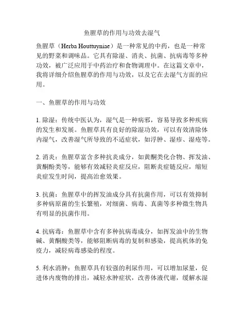 鱼腥草的作用与功效去湿气