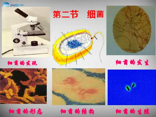 八年级生物上册 第五单元 第四章 第二节 细菌课件 (新版)新人教版
