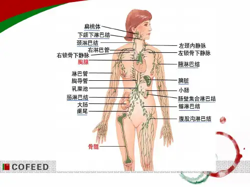免疫器官和组织PPT课件