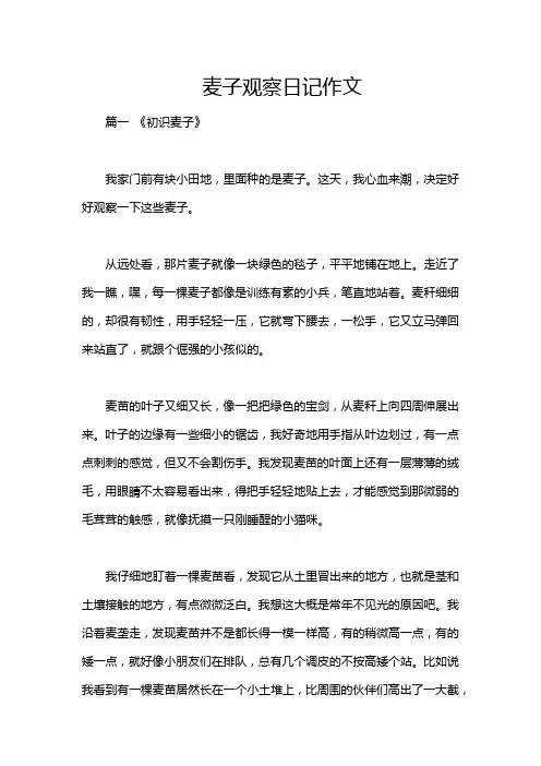 麦子观察日记作文