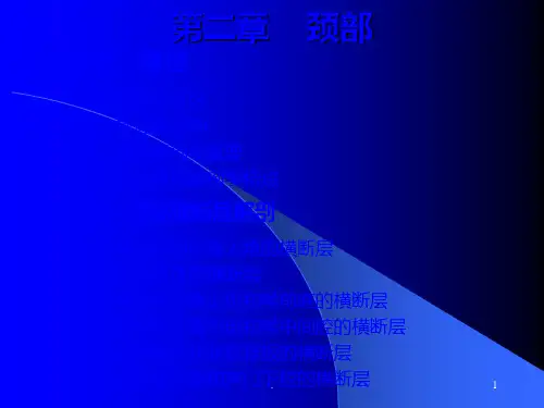 颈部断层解剖ppt课件