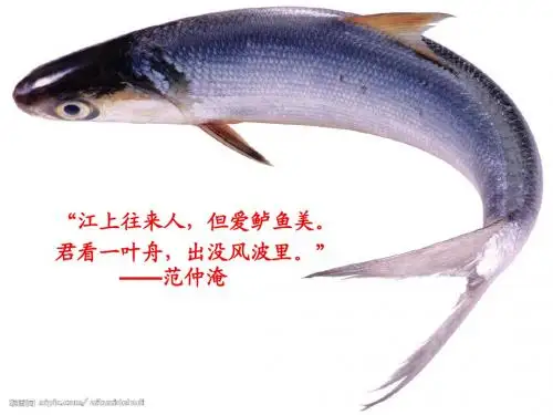13 钓鱼的启示ppt