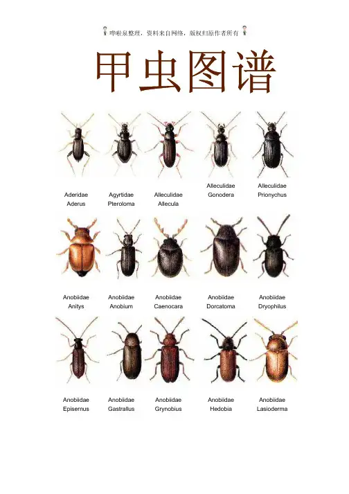 甲虫图谱