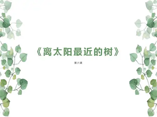 6《离太阳最近的树》课件(共32张PPT)  高教版中职语文基础模块上册
