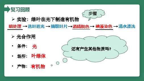 第一节光合作用吸收二氧化碳释放氧气课件人教版生物七年级上册