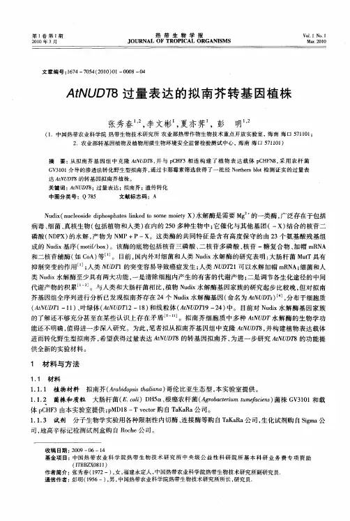 AtNUDT8过量表达的拟南芥转基因植株