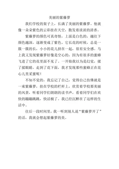 美丽的紫藤萝