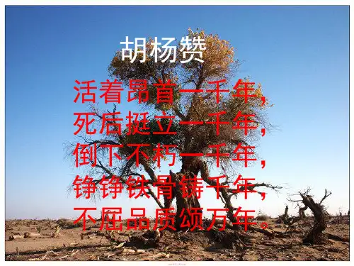 五年级下册语文课件-6.23 胡杨赞 ｜西师大版 (共44张PPT)