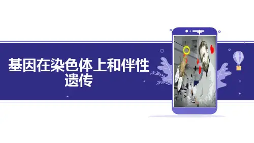 一轮复习-基因在染色体上及伴性遗传