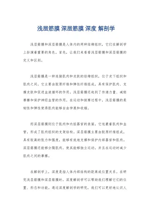 浅层筋膜 深层筋膜 深度 解剖学