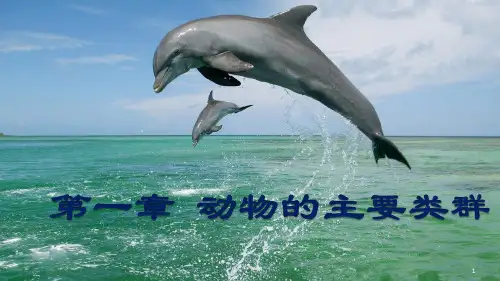 腔肠动物扁形动物线形动物环节动物