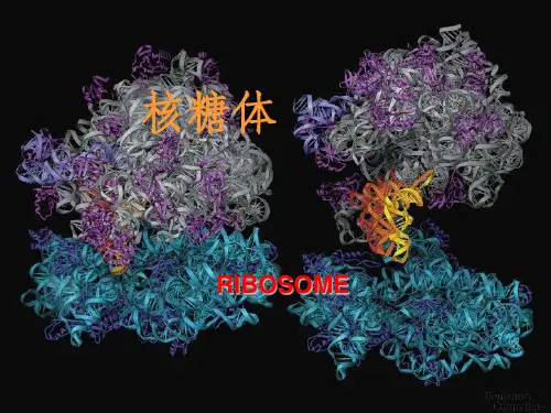 核糖体(ribosome)