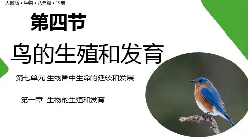 第四节鸟类的生殖和发育课件 人教版生物八年级下册