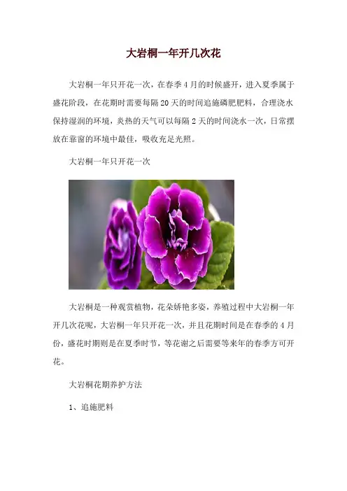 大岩桐一年开几次花