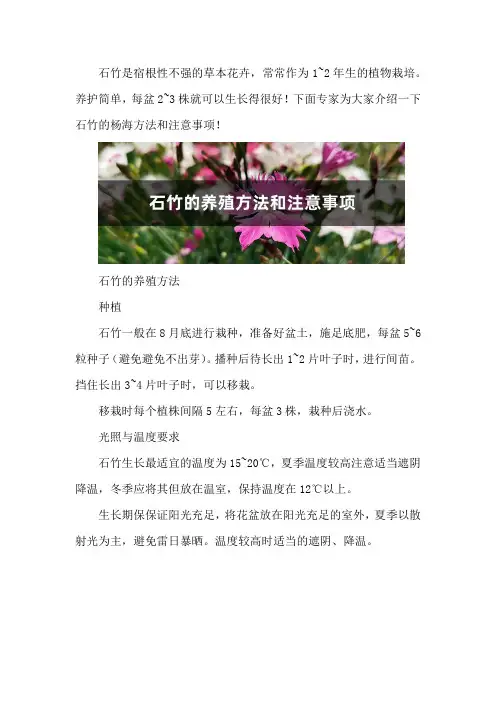 石竹的养殖方法和注意事项