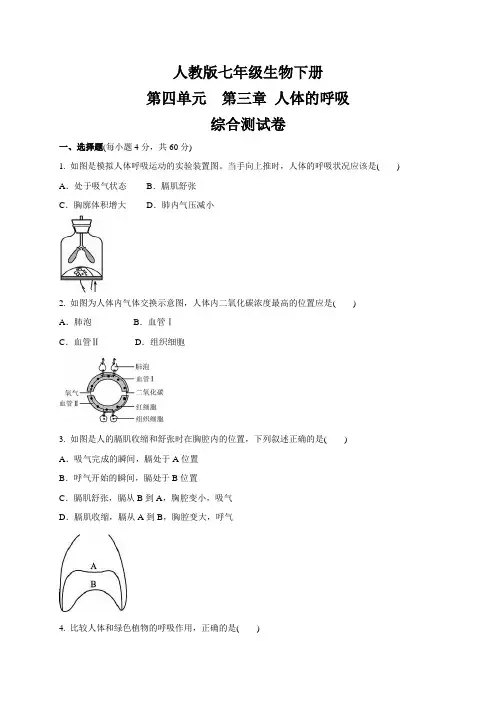 人教七年级生物下册第四单元第三章人体的呼吸综合测试卷