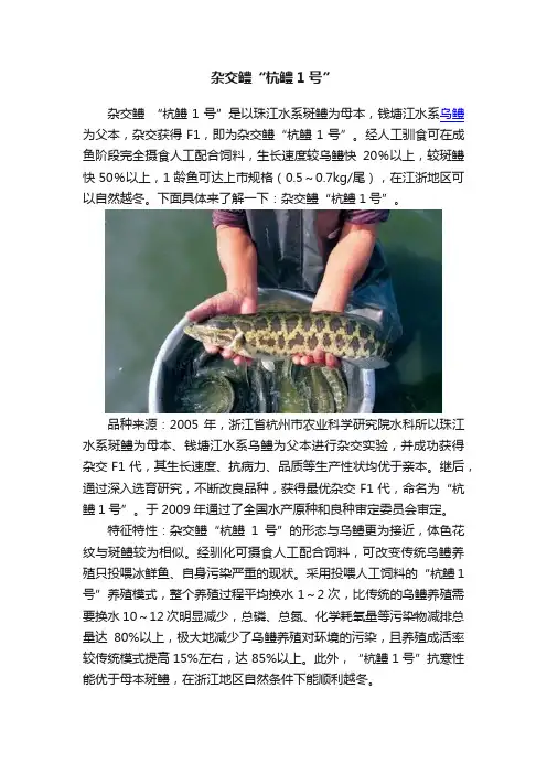 杂交鳢“杭鳢1号”