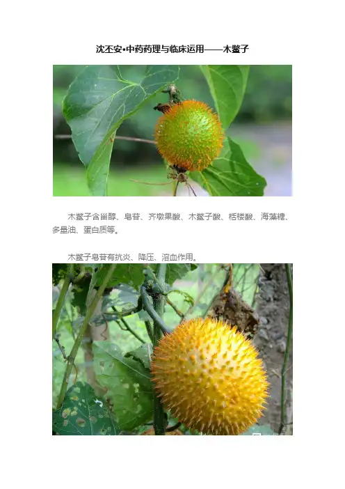 沈丕安·中药药理与临床运用——木鳖子