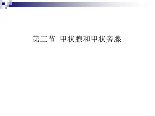 甲状腺和甲状旁腺