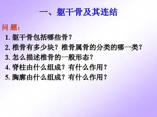 躯干骨及其连结