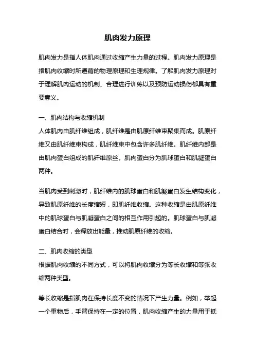 肌肉发力原理