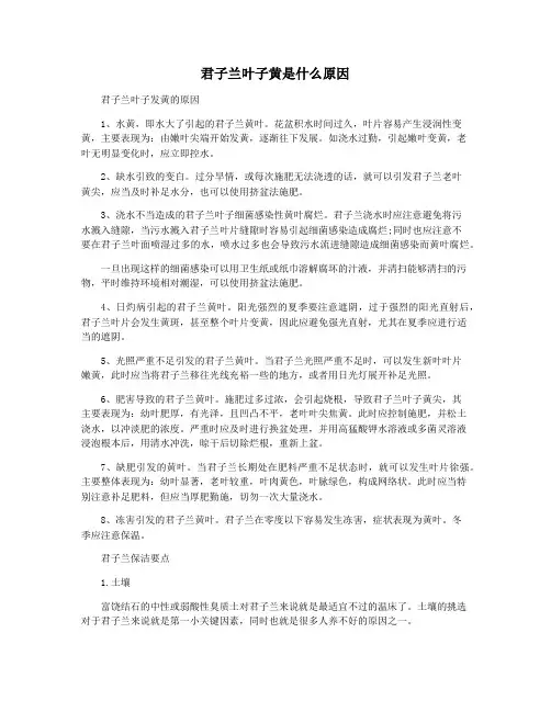 君子兰叶子黄是什么原因