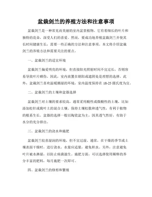 盆栽剑兰的养殖方法和注意事项