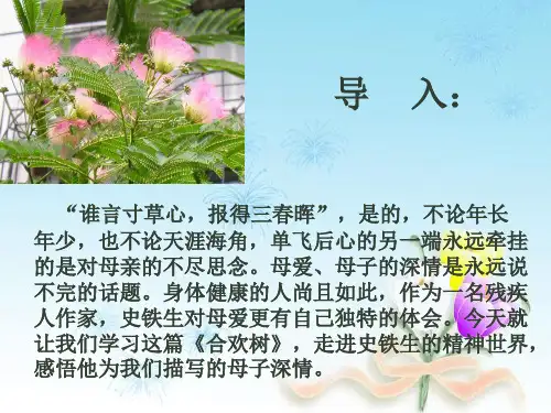 《合欢树》课件ppt