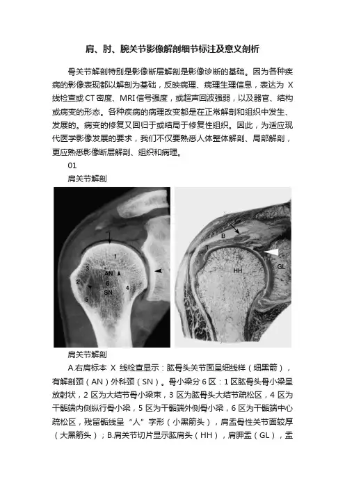 肩、肘、腕关节影像解剖细节标注及意义剖析